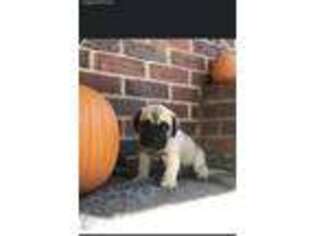 Mastiff Puppy for sale in North Versailles, PA, USA