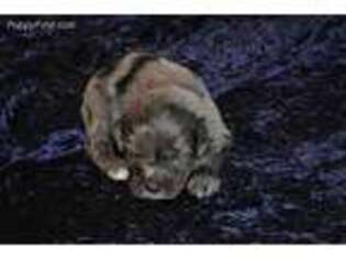 Mutt Puppy for sale in Simpson, IL, USA