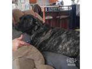 Cane Corso Puppy for sale in Hampstead, NC, USA