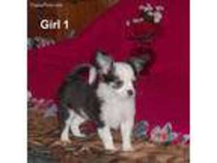 Chihuahua Puppy for sale in Laquey, MO, USA