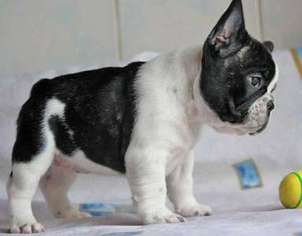 French Bulldog Puppy for sale in Dunnigan, CA, USA