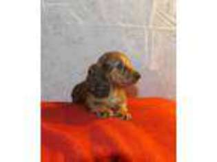 Dachshund Puppy for sale in Hallsville, MO, USA