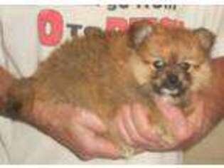 Pomeranian Puppy for sale in Hartville, MO, USA