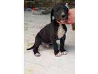 Great Dane Puppy for sale in Strasburg, PA, USA