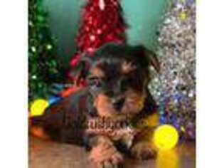 Yorkshire Terrier Puppy for sale in Dahlonega, GA, USA