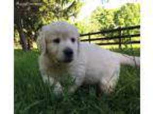 Mutt Puppy for sale in Fairdale, KY, USA