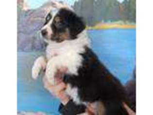 Border Collie Puppy for sale in Nisland, SD, USA