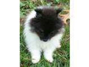 Pomeranian Puppy for sale in Oxford, WI, USA