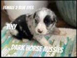 Australian Shepherd Puppy for sale in New Market, IA, USA