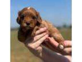 Cavapoo Puppy for sale in Georgetown, TX, USA