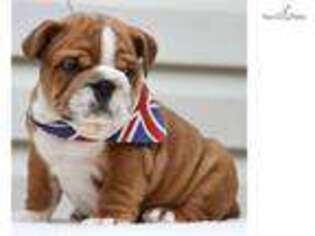 Bulldog Puppy for sale in Fort Worth, TX, USA