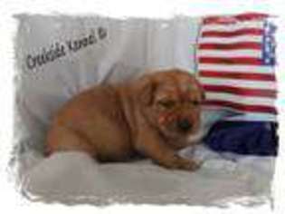 Labrador Retriever Puppy for sale in LUMBER BRIDGE, NC, USA