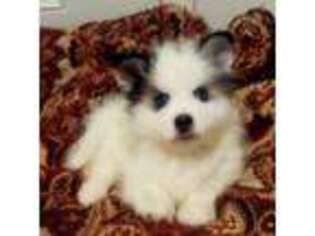 Mutt Puppy for sale in Magnolia, TX, USA