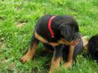 Rottweiler Puppy for sale in Dayton, VA, USA