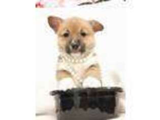 Pembroke Welsh Corgi Puppy for sale in Nine Mile Falls, WA, USA