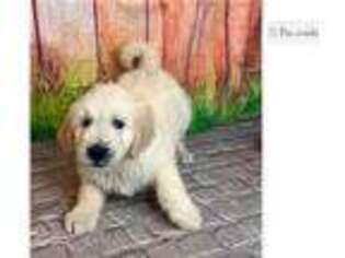 Goldendoodle Puppy for sale in Joplin, MO, USA