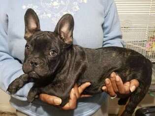 French Bulldog Puppy for sale in Richmond, CA, USA