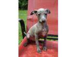Italian Greyhound Puppy for sale in Kingston, PA, USA
