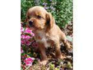 Cavapoo Puppy for sale in Delta, OH, USA