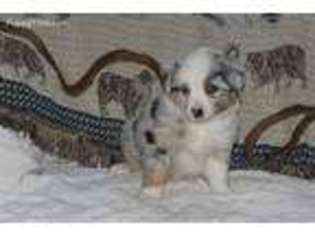 Miniature Australian Shepherd Puppy for sale in Bolivar, MO, USA