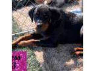 Rottweiler Puppy for sale in Colmesneil, TX, USA