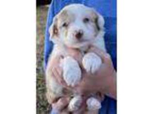 Miniature Australian Shepherd Puppy for sale in Forsyth, GA, USA
