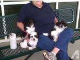 Havanese Puppy for sale in WINSTON SALEM, NC, USA