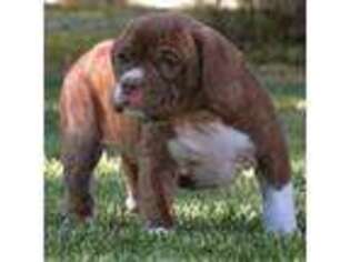 American Bulldog Puppy for sale in Richfield, UT, USA