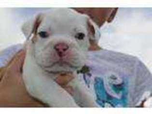 Bulldog Puppy for sale in CARLSBAD, NM, USA