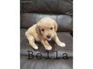 Labradoodle Puppy for sale in Dillwyn, VA, USA