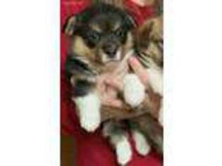 Pembroke Welsh Corgi Puppy for sale in Claremore, OK, USA