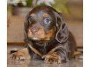 Dachshund Puppy for sale in Anderson, MO, USA