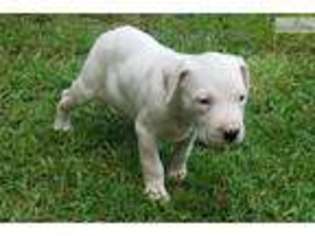 Dogo Argentino Puppy for sale in Lynchburg, VA, USA