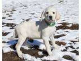 Labrador Retriever Puppy for sale in Grantsburg, WI, USA