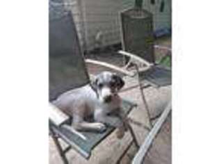 Great Dane Puppy for sale in Flemington, NJ, USA