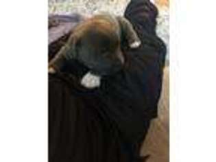 American Staffordshire Terrier Puppy for sale in Potomac, MD, USA