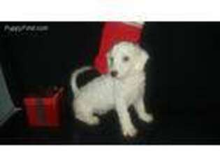 Bichon Frise Puppy for sale in Alexis, NC, USA