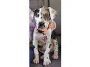 Great Dane Puppy for sale in Midland, TX, USA