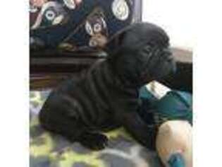 French Bulldog Puppy for sale in Secaucus, NJ, USA