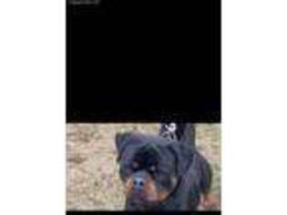 Rottweiler Puppy for sale in Idaho Falls, ID, USA