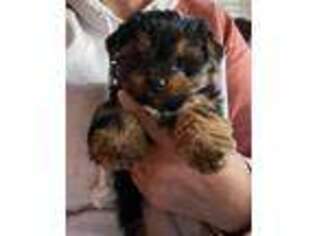 Yorkshire Terrier Puppy for sale in Burlingame, CA, USA