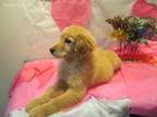 Golden Retriever Puppy for sale in Grandview, WA, USA