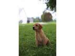 Labrador Retriever Puppy for sale in Georgetown, OH, USA