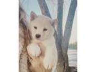 Shiba Inu Puppy for sale in San Clemente, CA, USA