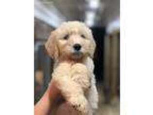 Goldendoodle Puppy for sale in Maiden, NC, USA