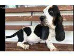 Basset Hound Puppy for sale in Halifax, VA, USA