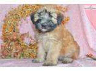 Soft Coated Wheaten Terrier Puppy for sale in Cleveland, OH, USA