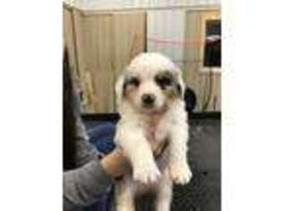 Australian Shepherd Puppy for sale in Iberia, MO, USA