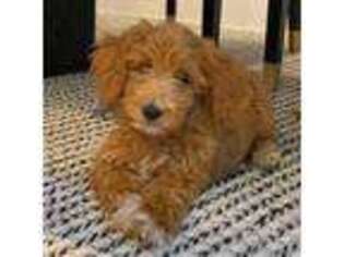 Goldendoodle Puppy for sale in Mckinney, TX, USA