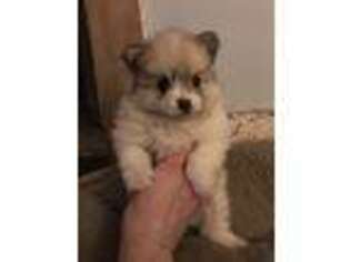 Pomeranian Puppy for sale in Rome City, IN, USA